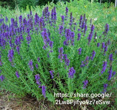 Hyssopus officinalis 4l