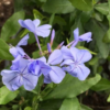 Plumbago Dark Blue 10L