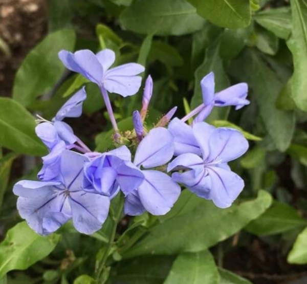 Plumbago Dark Blue 10L