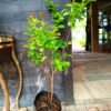 93475-scaled-1 Lagerstroemia speciosa Pride of India green leaf