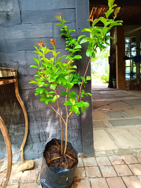 93475-scaled-1 Lagerstroemia speciosa Pride of India green leaf