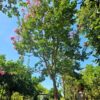 93528 Lagerstroemia speciosa Pride of India green leaf