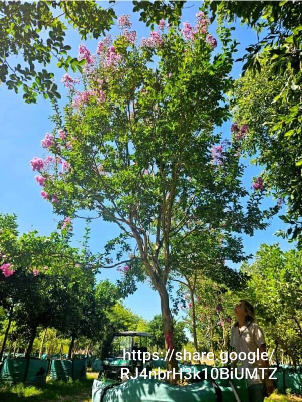 93528 Lagerstroemia speciosa Pride of India green leaf