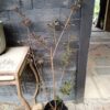93542-scaled-1 largerstroemia Speciosa Pride of India dark leaf 10L