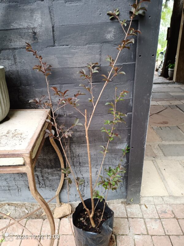 93542-scaled-1 largerstroemia Speciosa Pride of India dark leaf 10L