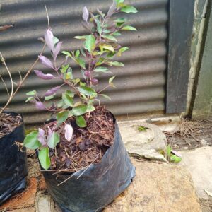 Vitex Trifolia 10L