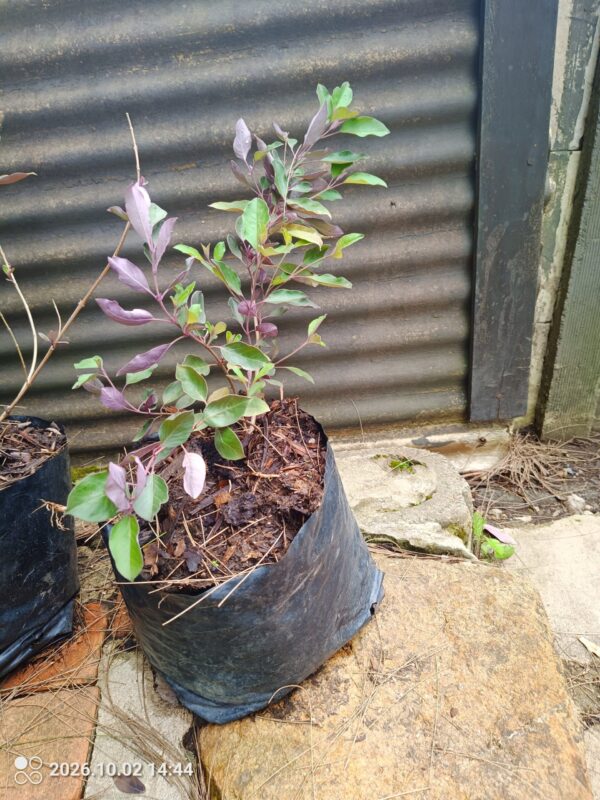 93584-scaled-1 Vitex Trifolia 10L