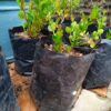 93585-scaled-1 Carissa Macrocarpa (Num Num) 10l