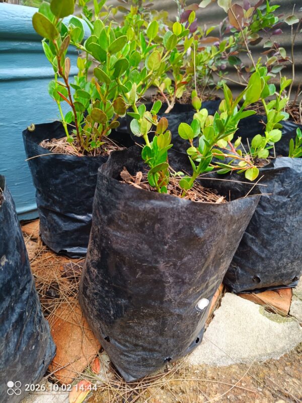 93585-scaled-1 Carissa Macrocarpa (Num Num) 10l