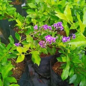 Duranta Sapphire 4L