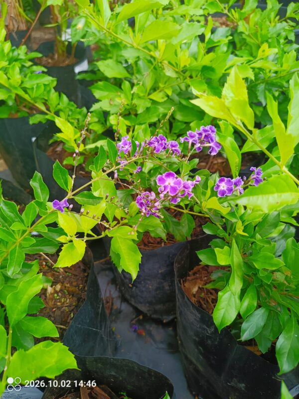 93589-scaled-1 Duranta Sapphire 4L
