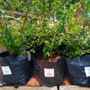 Abelia Grandiflora 10L