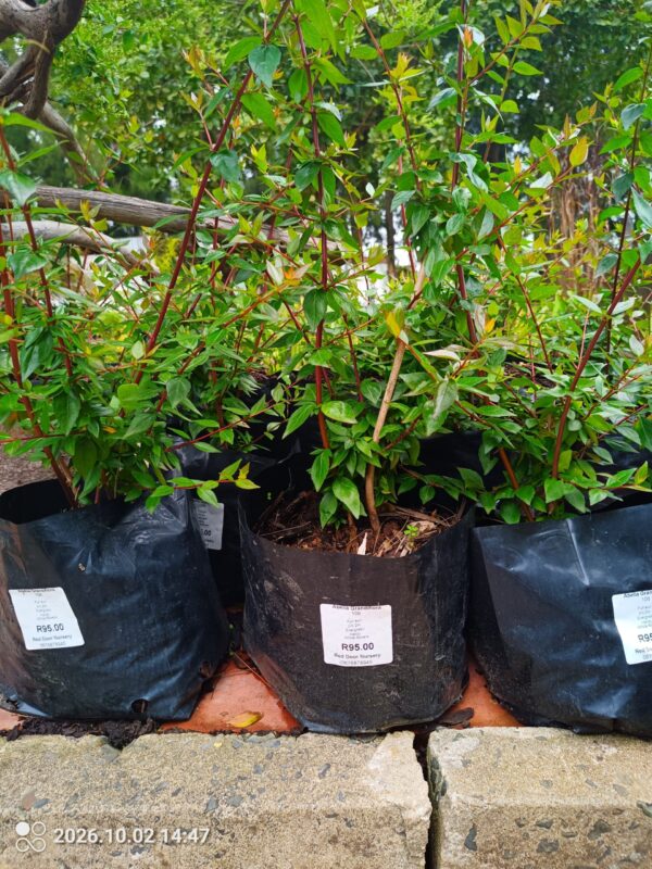 93592-scaled-1 Abelia Grandiflora 10L