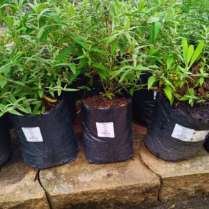 Buddleja Salviifolia Mauve 10L