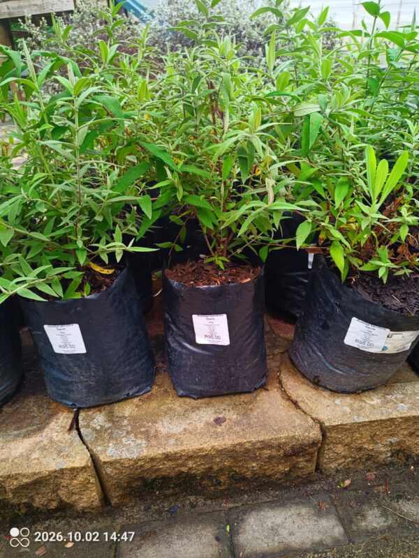 93593-scaled-1 Buddleja Salviifolia Mauve 10L