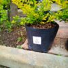 93594-scaled-1 Duranta Erecta Sheena's Gold 10L