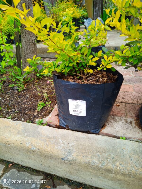 93594-scaled-1 Duranta Erecta Sheena's Gold 10L