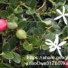 94346 Carissa Macrocarpa (Num Num) 10l