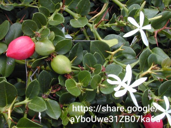 94346 Carissa Macrocarpa (Num Num) 10l