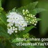 94643 Spiraea Japonica White 4l