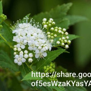 Spiraea Japonica White 4l