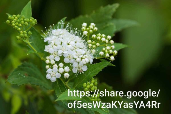 94643 Spiraea Japonica White 4l