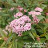 94646 Spiraea Japonica Pink 4L