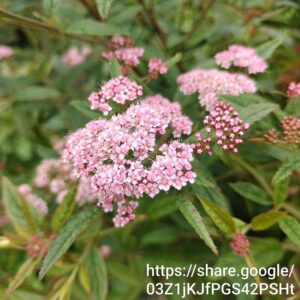 Spiraea Japonica Pink 4L