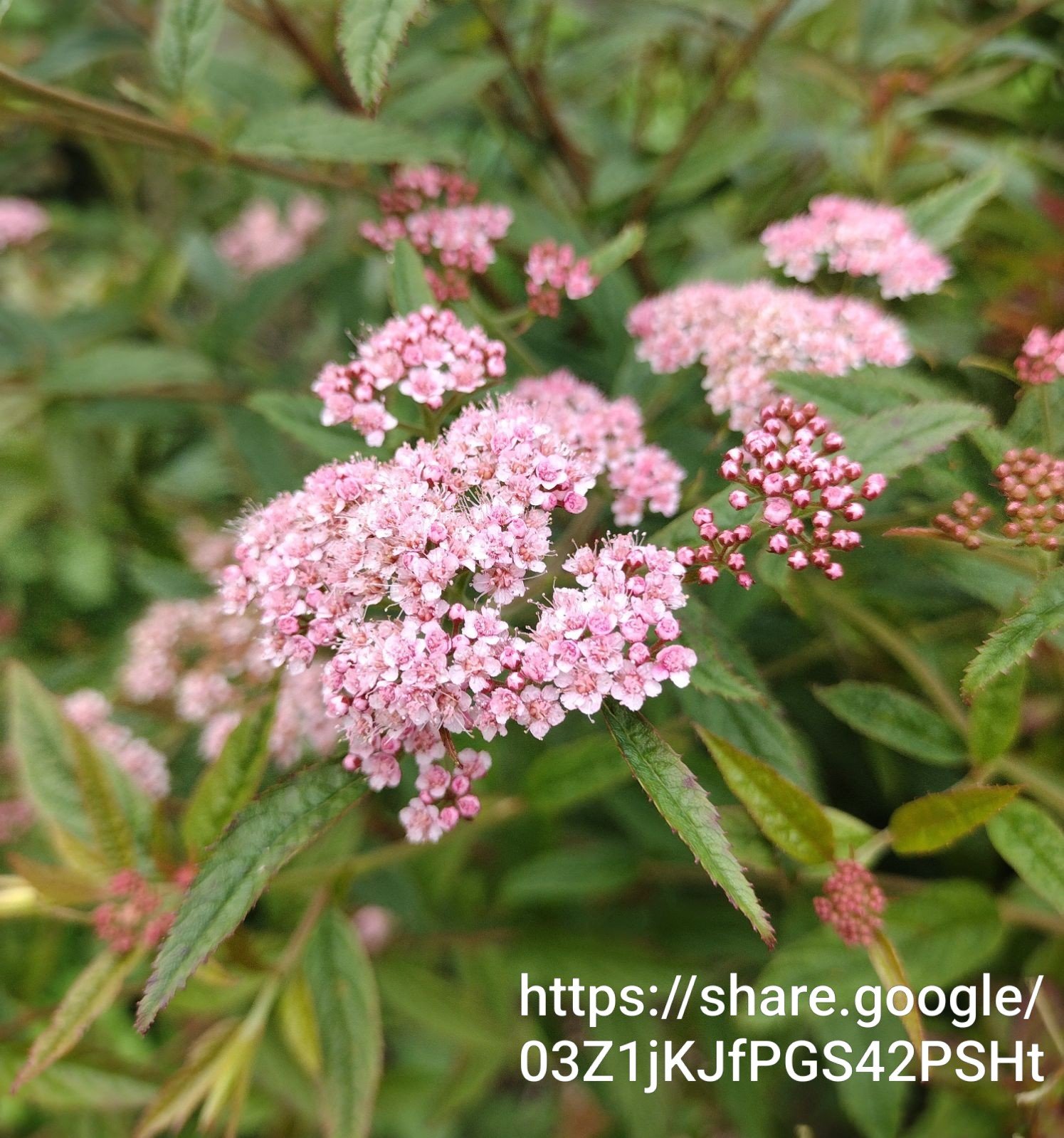 Spiraea Japonica Pink 5L