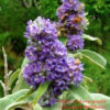 94700 Buddleja Salviifolia Mauve 10L
