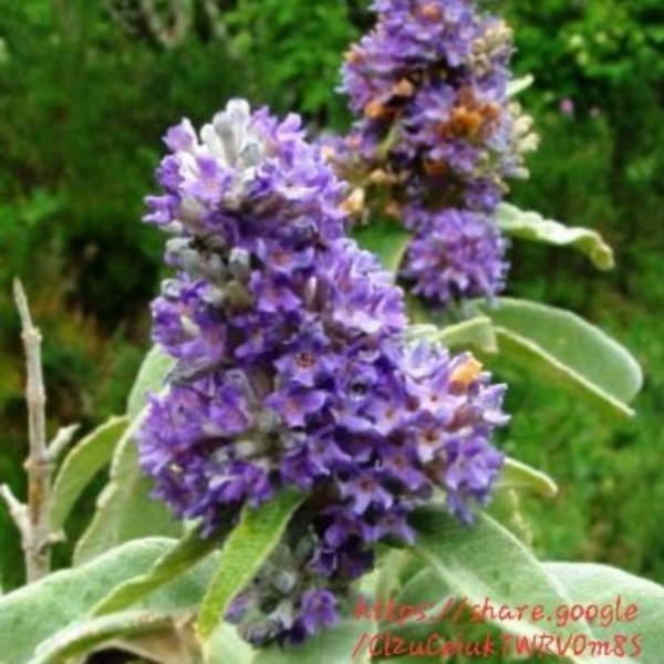 94700 Buddleja Salviifolia Mauve 10L