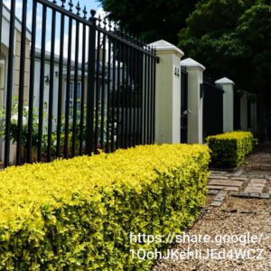 Duranta Erecta Sheena's Gold 10L
