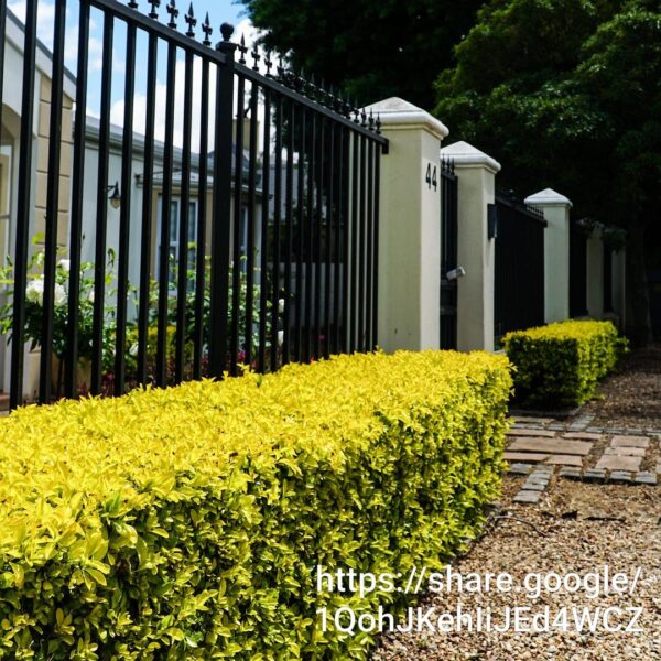 94709 Duranta Erecta Sheena's Gold 10L