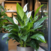 96926 Peace Lily (Spathiphyllum)