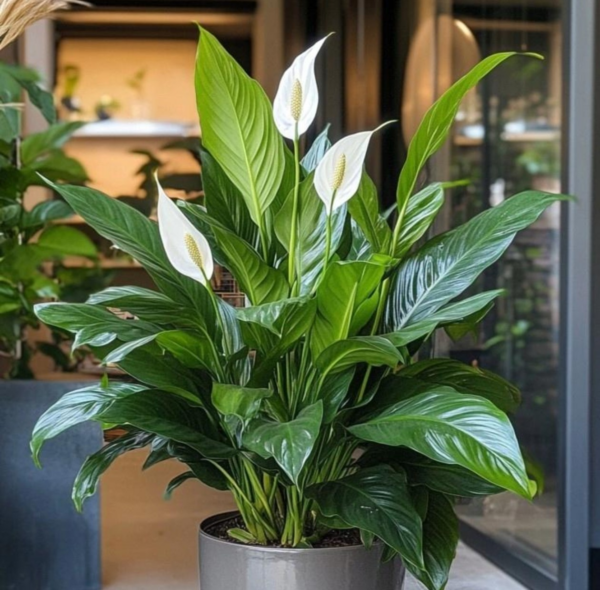 96926 Peace Lily (Spathiphyllum)