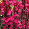98148 Lobelia Speciosa Starship Scarlet 4L