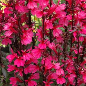 Lobelia Speciosa Starship Scarlet 4L