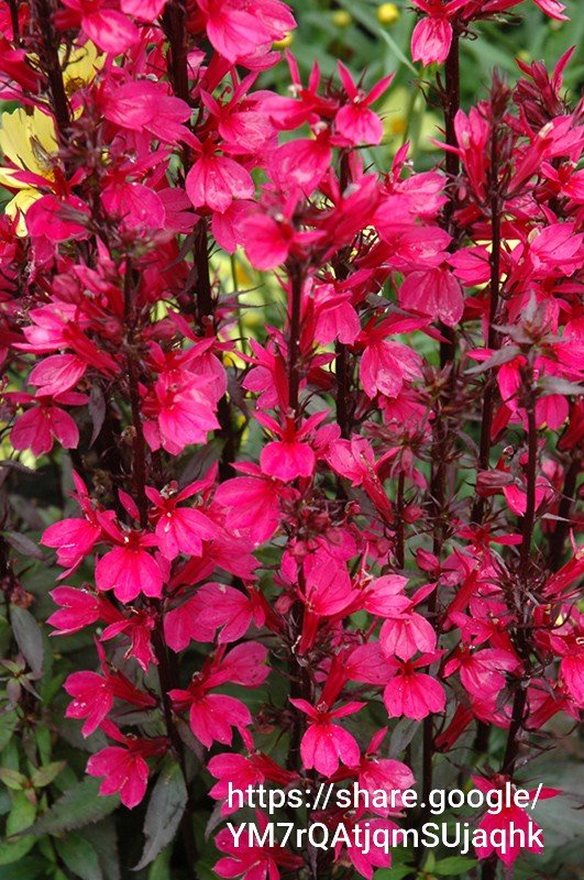 98148 Lobelia Speciosa Starship Scarlet 4L