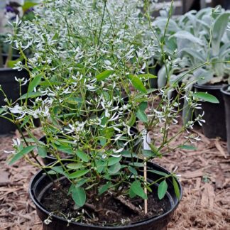 EUPHORBIA GRAMINEA - Glitz 15cm