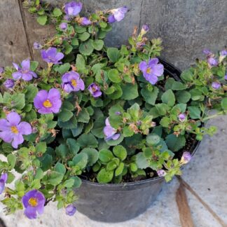 Bacopa Megacopa Blue