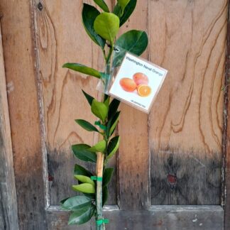 Washington Navel Orange