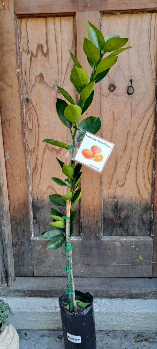Washington Navel Orange