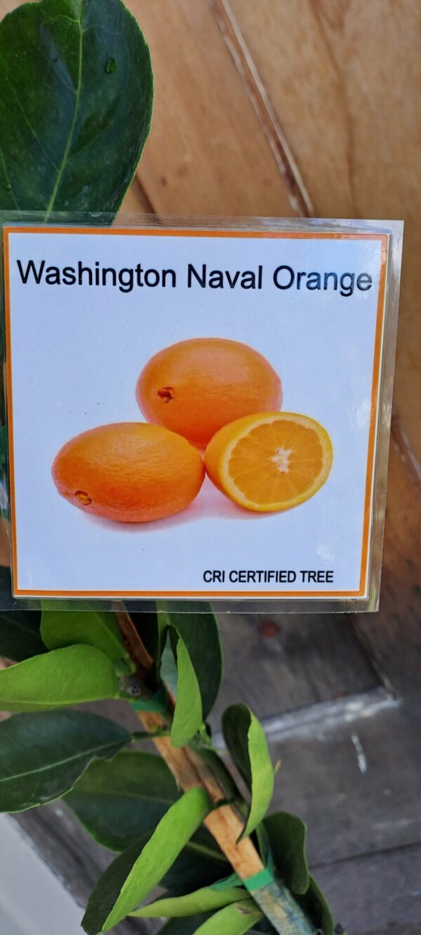 Washington Navel Orange