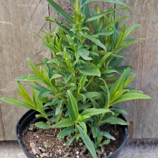 Penstamon Pink blush