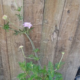 Scabiosa Mauve