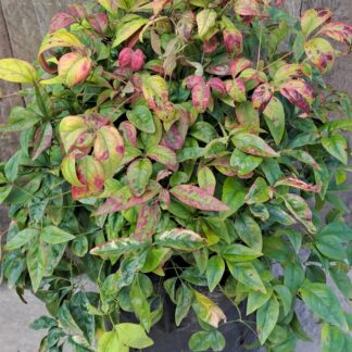NANDINA PYGMEA - Firepower 3L