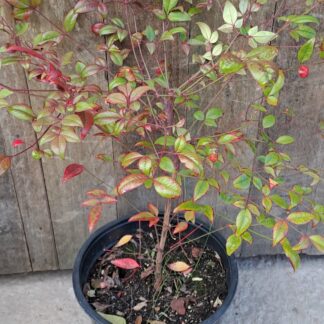 Nandina Heavenly Bamboo
