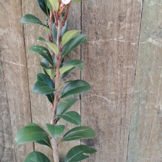 Indian Hawthorne Pink