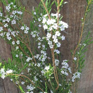 COLEONEMA ALBUM Confetti Bush - White 3L