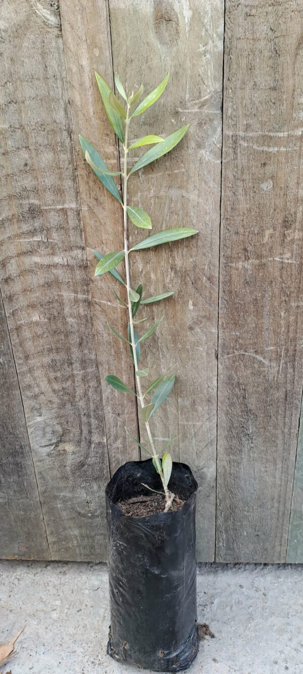 Mission Olive